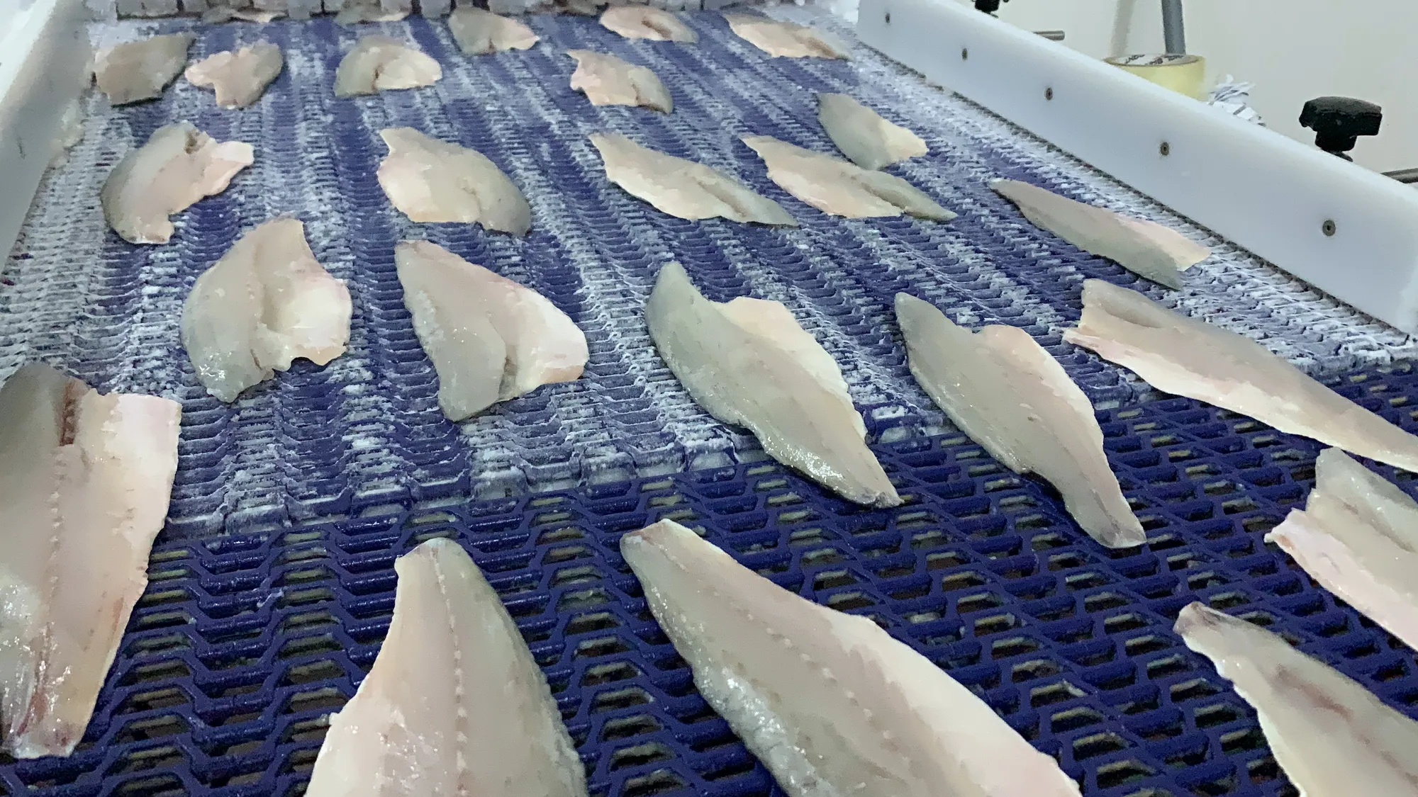 Fish & Seafood