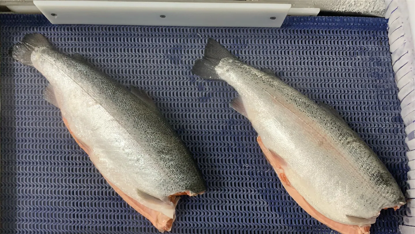 Fish & Seafood